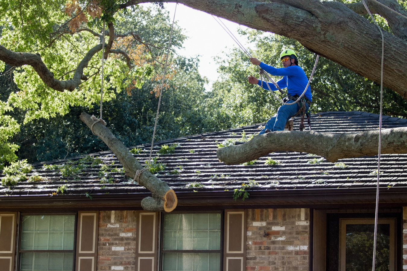 Tree removal